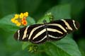 037 Zebra-Falter - Heliconius charitonius